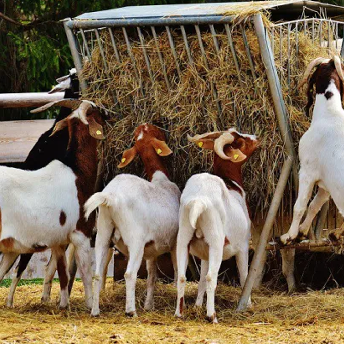 Small Animal Feeders